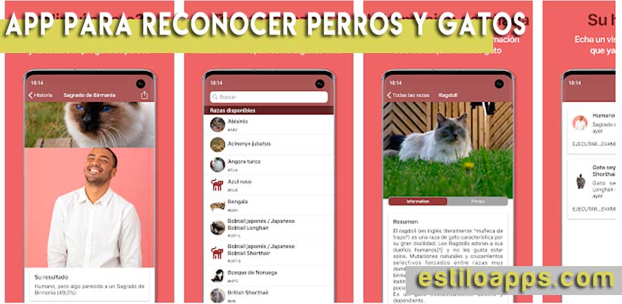 gatos apps