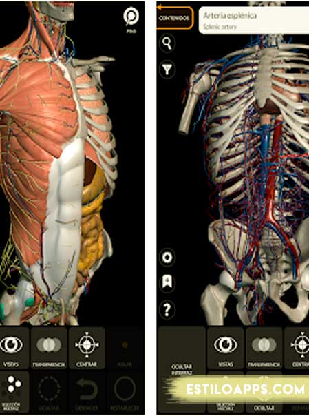 anatomy-3d